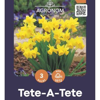 Narsissi Tete-A-Tete (tete-narsissi)