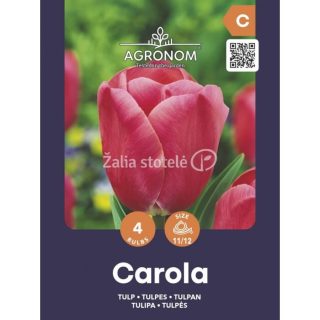 Tulppaani Carola