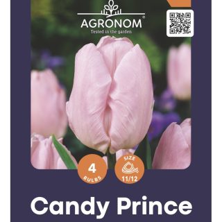 Tulppaani 'Candy Prince'