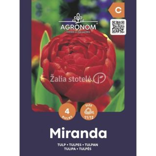 Kerrottu tulppaani 'Miranda' punainen