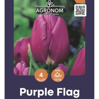Tulppaani 'Purple Flag'