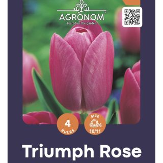 Triumph-tulppaani 'Rose'