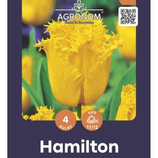 Tulppaani 'Hamilton'