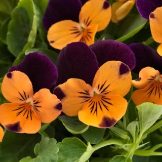 Sarviorvokki Admire Orange Purple Wing valmispussi