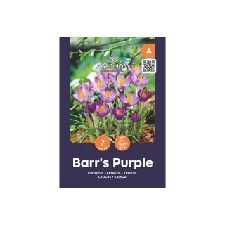 Krookus Barr's Purple