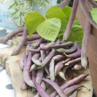 Ruusupapu 'Red Swan'