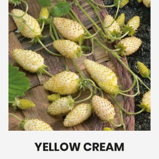 Ahomansikka vaaleankeltainen 'Yellow Cream'