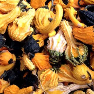 Koristekurpitsa Autumn Wings