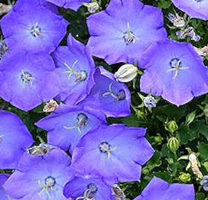 Karpaattienkello vaaleansininen