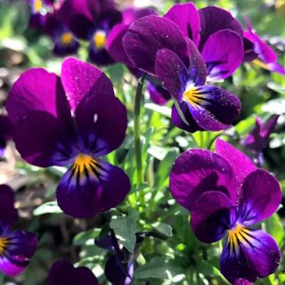 Sarviorvokki King Henry