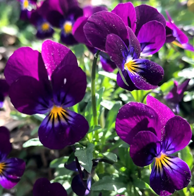 Sarviorvokki King Henry