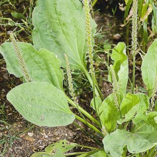 Piharatamo (plantago)
