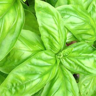 Basilika Genoveser F1 Makea / Sweet