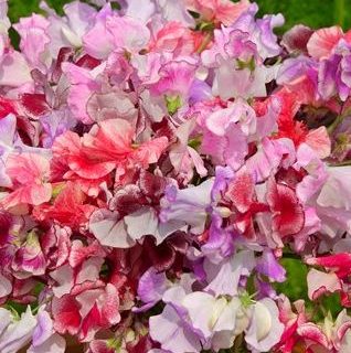 Tuoksuherne Lathyrus Odoratus Spencer Ripple mix 25 g.