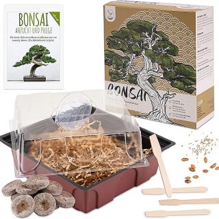 Bonsai aloitussetti, mänty ja oliivi tarvikkeineen