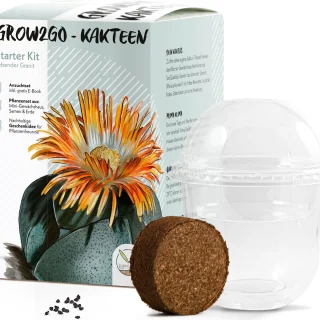 Kaktus-siemenet ("kivikaktus" Pleisopilos nelii) ja kasvatussetti