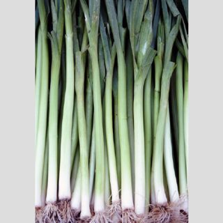 Purjo Blaugrüner Winter, talvipurjo