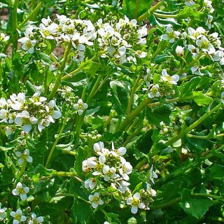 Rohtokuirimo (Ruijankuirimo)