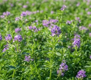 Sinimailanen (alfalfa)