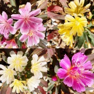 Lewisia 'little tutti frutti' matala seos