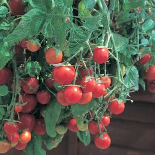 Amppelitomaatti Wandering Tom red F1