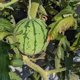 Vesimeloni pohjoisiin olosuhteisiin 'Cream of Saskatchewan'