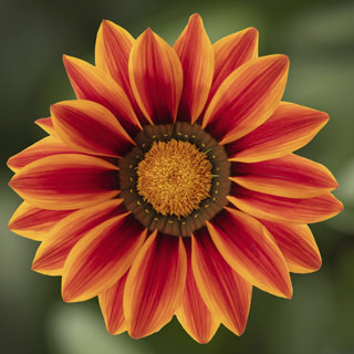 Timanttikukka Big Kiss Orange Flame