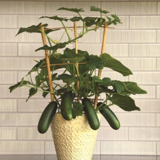 Parvekekurkku Quick Snack F1