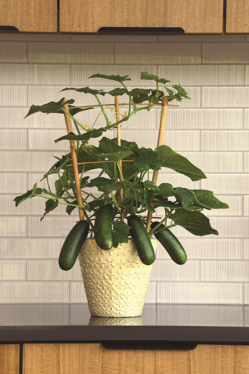 Parvekekurkku Quick Snack F1