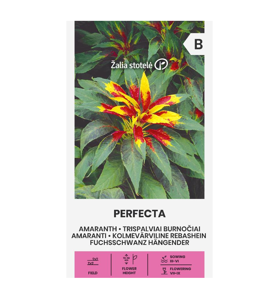 Kirjorevonhäntä 'Perfecta' amarantti