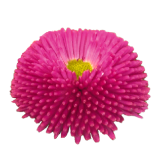 Kaunokainen Bella Daisy Rose