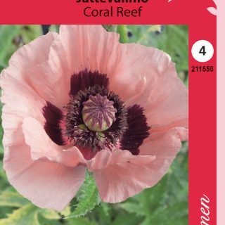 Idänunikko Coral Reef