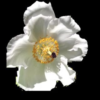 Valeunikko, valkoinen (20 s.)