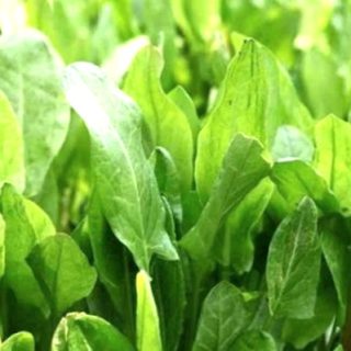 Niittysuolaheinä 'Belleville'