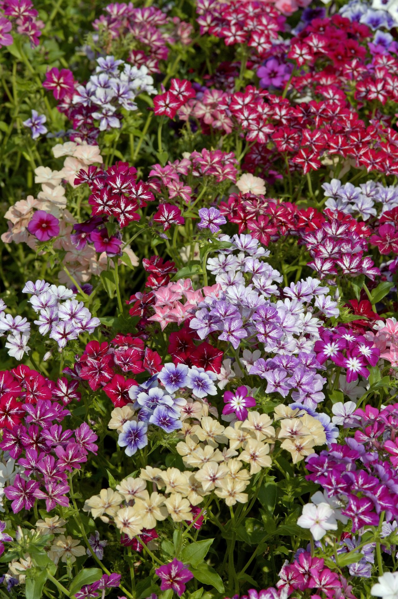 Kesäleimu Starry Eyes