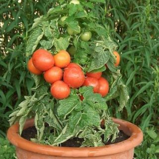 Pensastomaatti 'Punahilkka' (Rotkäpchen)