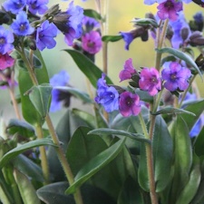 Rohtoimikkä (Pulmonaria officinalis)
