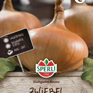 Keltasipuli Stuttgarter Riesen, siemenet