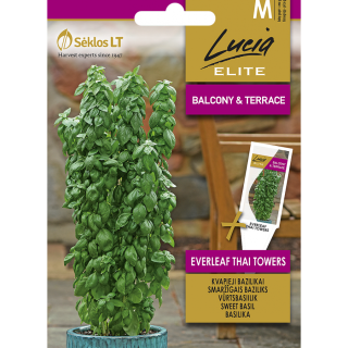 Thai-basilika torni pystykasvuinen 'Thai Towers'