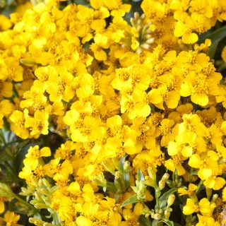 Rohtosamettikukka Tagetes Lucida