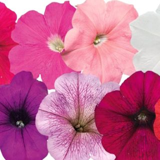 Riippapetunia Success TR Twilight Mix 10p