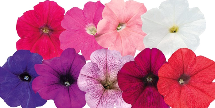 Riippapetunia Success TR Twilight Mix 10p