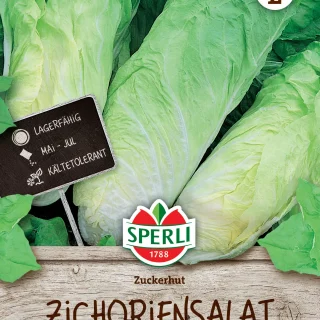 Salaattisikuri zuckerhut