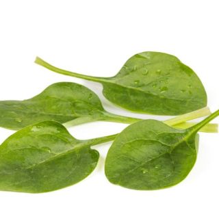 Babypinaatti Timberwolf RZ F1