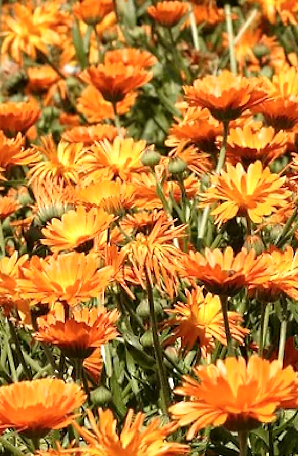 Tarhakehäkukka Orange ei kerrottu