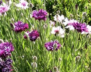 Ruiskaunokki White + Black ball sekoitus