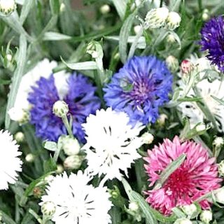 Ruiskaunokki kääpiö Tom Pouce sekoitus