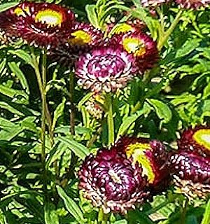 Iso-olkikukka Crimson Violet