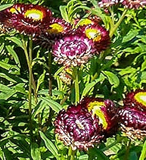 Iso-olkikukka Crimson Violet