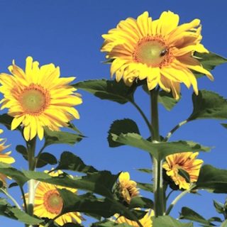 Jättiauringonkukka 'Gigantheus Uniflorus'